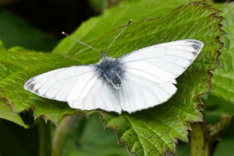 Large white butterfly | BirdForum