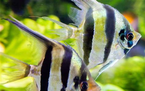 Angelfish Breeding 101: How To Breed Angelfish (2024 Guide)