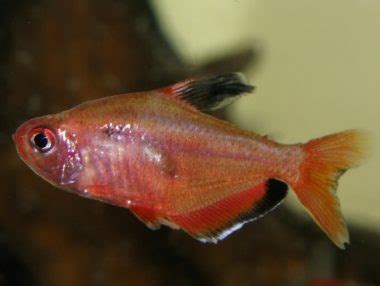 Serpae Tetra 101: Care, Tank Mates, Breeding & More