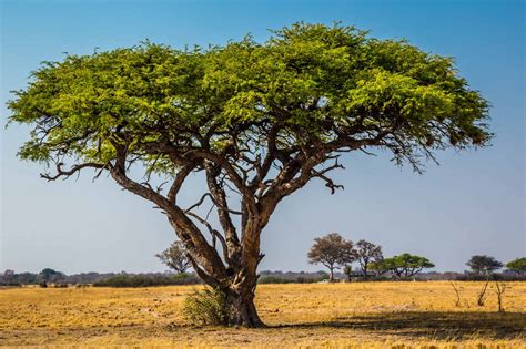 12 Stunning Trees Native to Australia