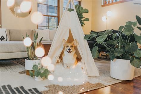 13 Pet-Friendly Home Décor Ideas You Will Love | Hepper