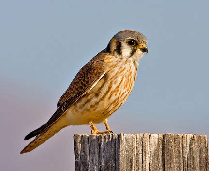 American Kestrel Facts, Habitat, Diet, Life Cycle, Baby, Pictures