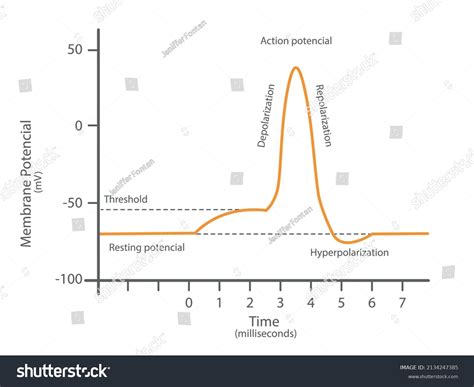 22 Membrane depolarization Images, Stock Photos & Vectors | Shutterstock