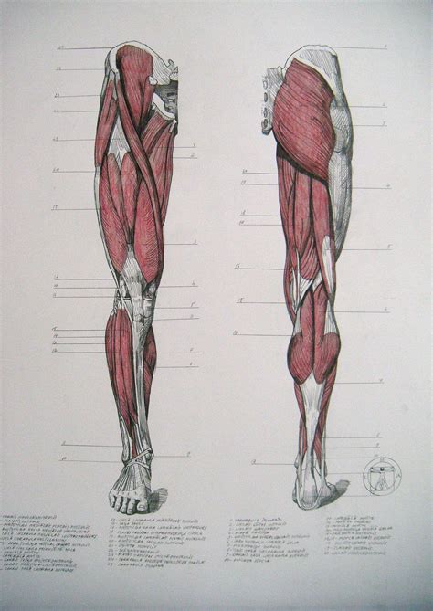 Muscles of legs. Front and back by reinisgailitis on deviantART ...