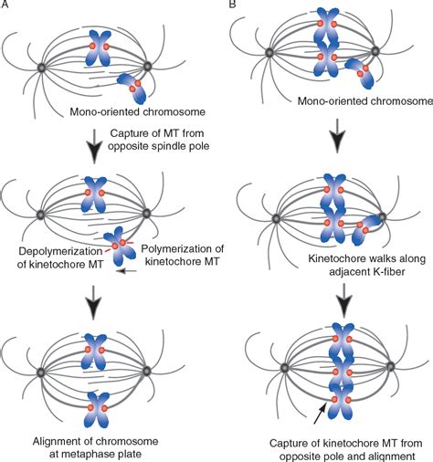 Figure 3.3 from Mechanisms of mitotic spindle assembly and function. | Semantic Scholar