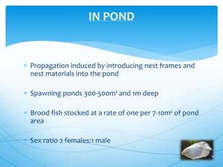 Giant gourami breeding | PPT