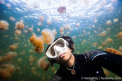 Experience The Extraordinary: Palau’s Jellyfish Lake • Scuba Diver Life