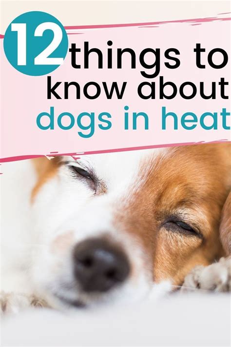 12 Tips for a Dog in Heat - House that Barks | Dog in heat, Female dog ...