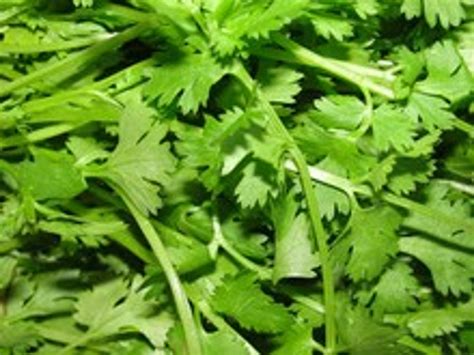 How to Grow Coriander