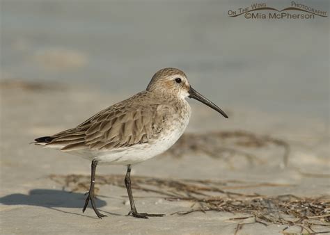 Dunlins - On The Wing Photography