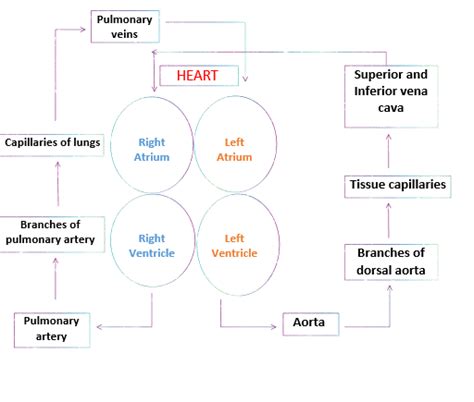 Circulation Chart