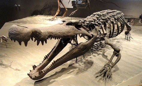 Prehistoric Crocodiles: A Complete List of Ancient Crocodiles