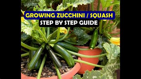 Growing Zucchini/Squash: Sowing, Planting, care, harvesting... - YouTube