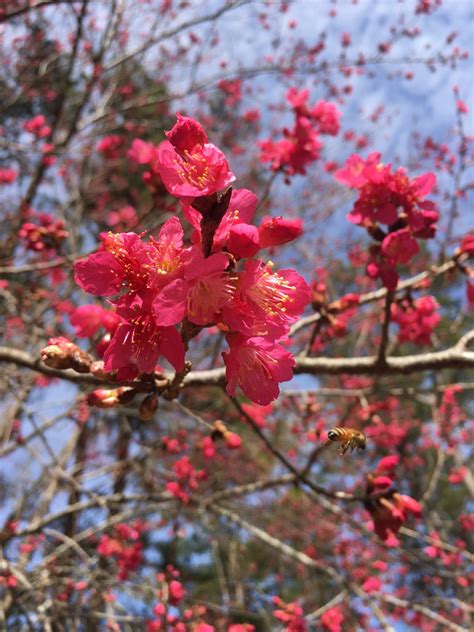 Taiwan Cherry Tree, a Tallahassee Nurseries Tradition - Tallahassee Nurseries | Tallahassee's ...