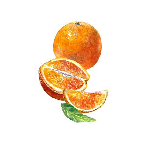 Orange fruit, whole and slices. Watercolor illustration of citrus fruit. Design element for cafe ...