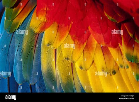 Macaw feathers Stock Photo - Alamy