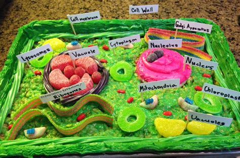 My 7th grade daughter made an edible model of a Plant Cell out of a cupcake & Rice Krispy Treats ...