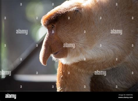 Portrait of fabulous long-nosed monkey, Borneo, Malaysia Stock Photo - Alamy