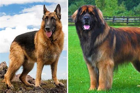 Leonberger German Shepherd Mix: The Right Family Fit?