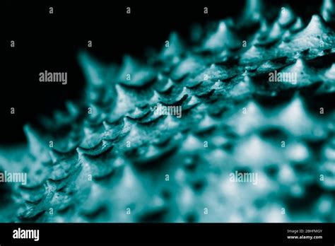 Electron Microscope image of Virus surface Stock Photo - Alamy