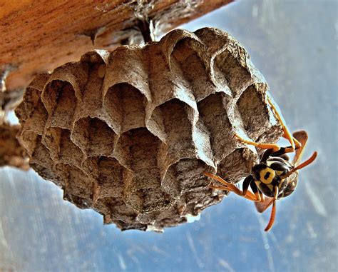 Paper Wasps in Idaho: What You Need to Know - Get Lost Pest Control