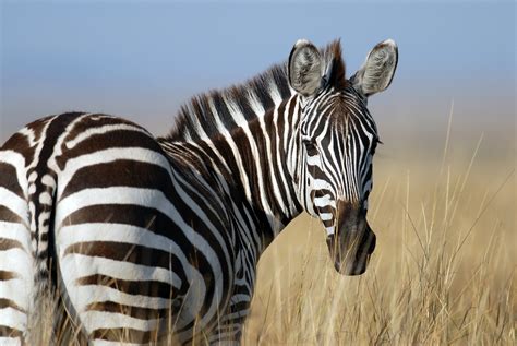 50 Dazzling Zebra Facts And Secrets To Uncover - Facts.net