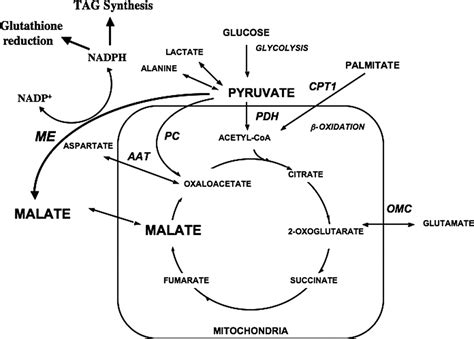 Substrate–Enzyme Competition Attenuates Upregulated Anaplerotic Flux Through Malic Enzyme in ...