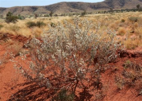 Australian Desert Plants - Lamiaceae