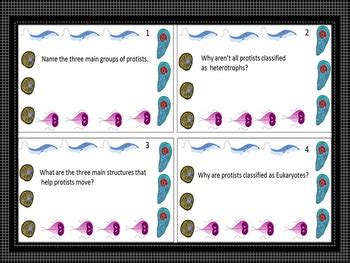 Protists by Living Things | Teachers Pay Teachers