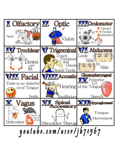 Nursing school survival, Cranial nerves, Nurse