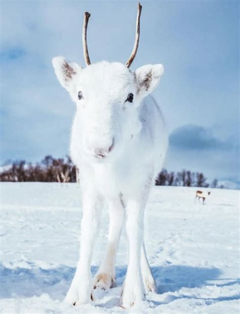 Photographer Stumbles Across ‘Magical,’ Rare, All-White Baby Reindeer – Inner Strength Zone