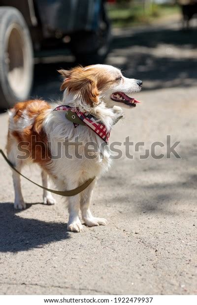 Stray Dog Shelter Help Volunteer: Over 969 Royalty-Free Licensable Stock Photos | Shutterstock