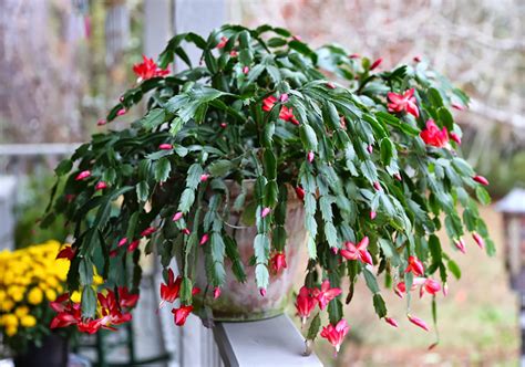 Quiet Corner:All About Schlumbergera - Christmas Cactus - Quiet Corner