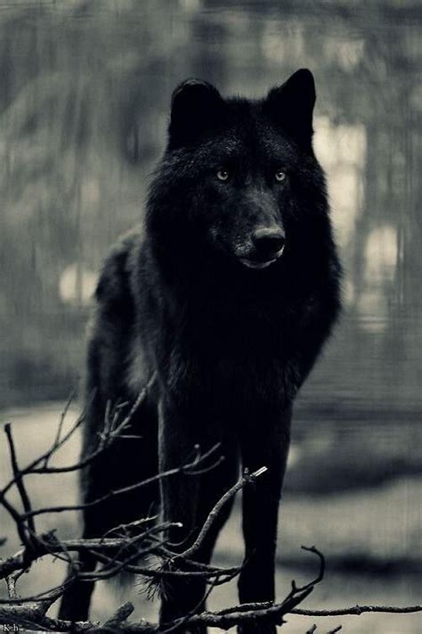 Black wolf | Wolf hybrid, Beautiful wolves, Wolf dog