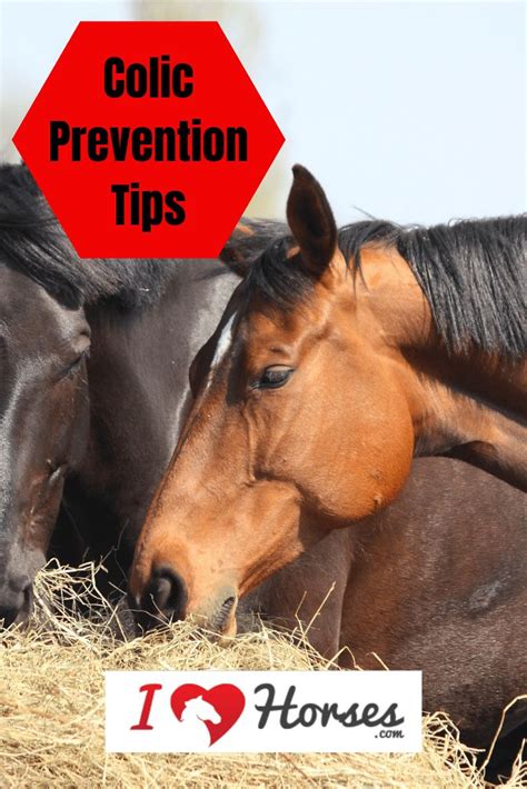 6 Simple Colic Prevention Tips For Your Horse | Funny horses, Horse care, Horse health