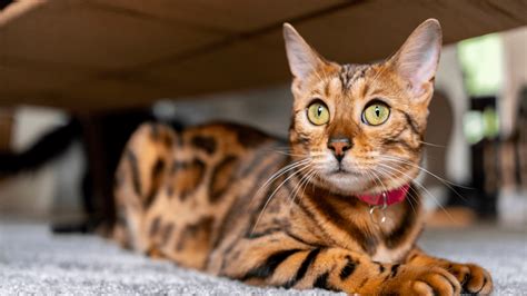 bengal cat care