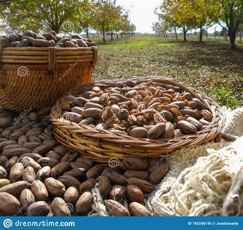 Nut Producers, Pecan Variety, First Harvest of the Year. Walnut Trees Stock Photo - Image of ...