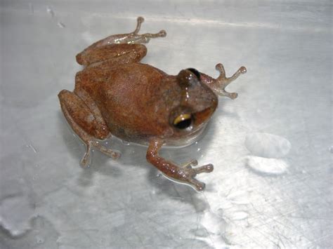 Three Coqui frogs captured on Oahu at separate locations | Molokai ...