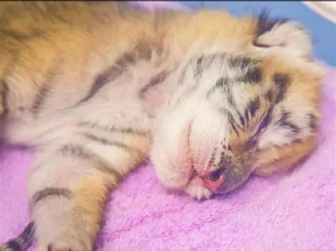 Golden tiger cub| Four extremely rare golden tiger cubs born in China zoo [PHOTOS, VIDEO ...