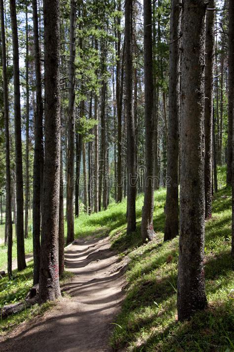 Colorado Rocky Mountain Hiking Trail in Pine Trees Near Vail Stock Image - Image of forest ...