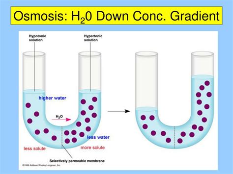 PPT - History of Fluid Mosaic Model PowerPoint Presentation, free ...