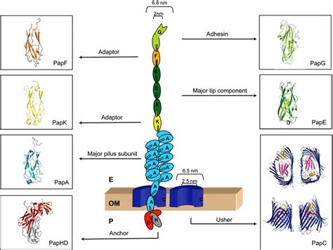 A). Diagram of the P pilus assembly platform and ribbon representation ...