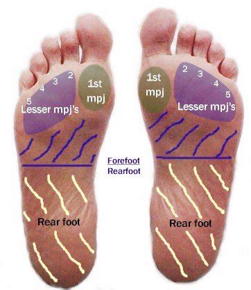 Anatomy of the plantar foot - topographical | MyFootShop.com