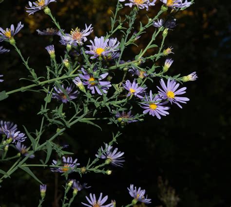 Symphyotrichum laeve (Smooth blue aster)