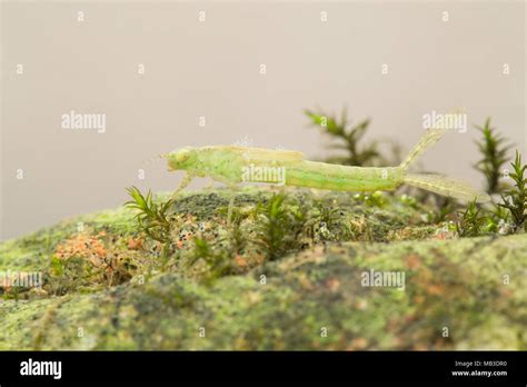 Damselfly larvae Stock Photo - Alamy