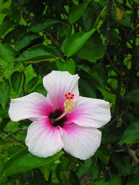 Guatemala-0730 - Hibiscus | PLEASE, no multi invitations, gl… | Flickr