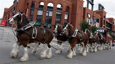 Budweiser releases new pro-America ad with iconic mascot in wake of ...