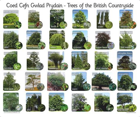 CP00053513 - 30 Bilingual Welsh British Trees - Photo Board | Findel International