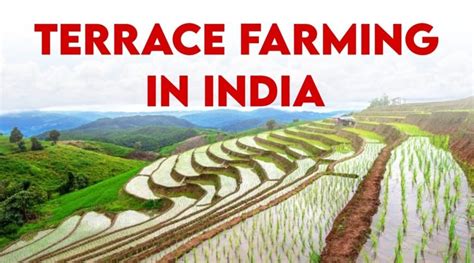 Terrace Farming in India: Comprehensive Guide for 2024