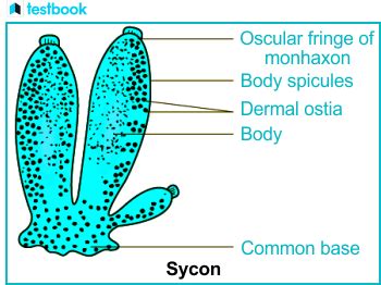 Sycon Diagram - Complete Guide | Testbook.com